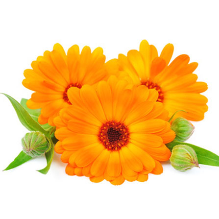 Calendula Flower