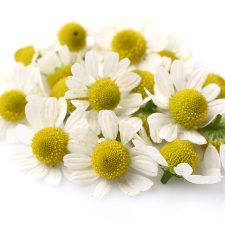 Chamomile