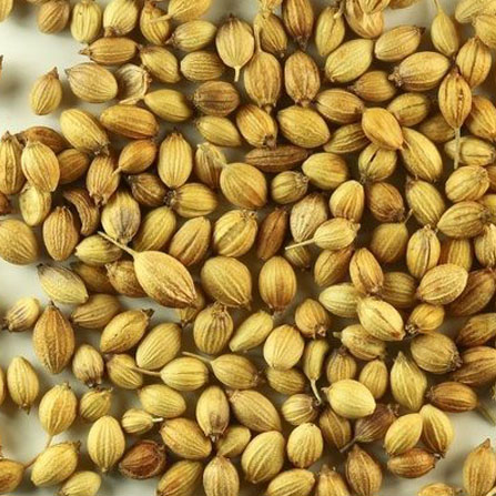 Coriander Seeds