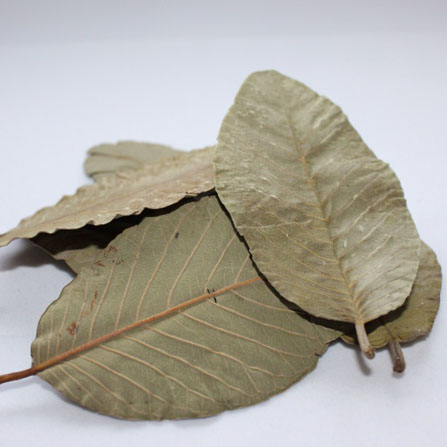 Guava Leaves