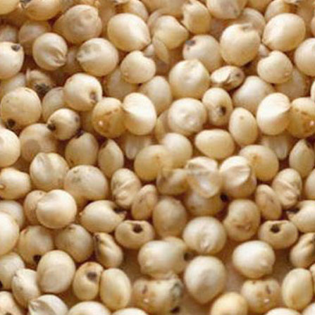 Sorjhum Seeds